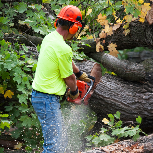 We Offer a Wide Range of Tree Services.png