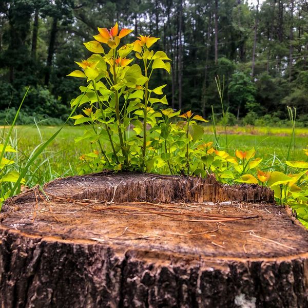 stump regrowth 
