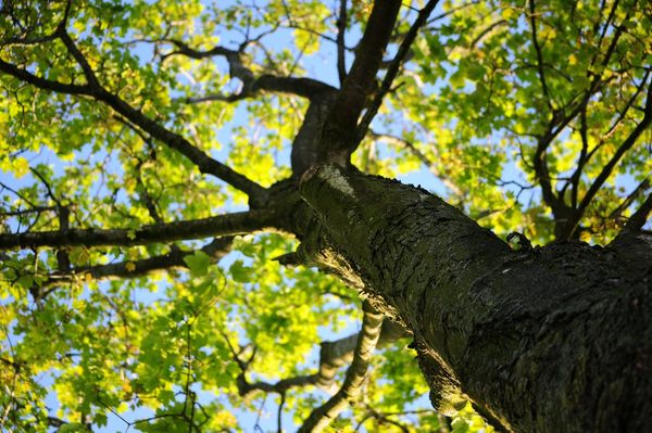 wood-nature-leaves-tree