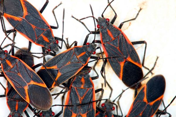 BOXELDER bugs