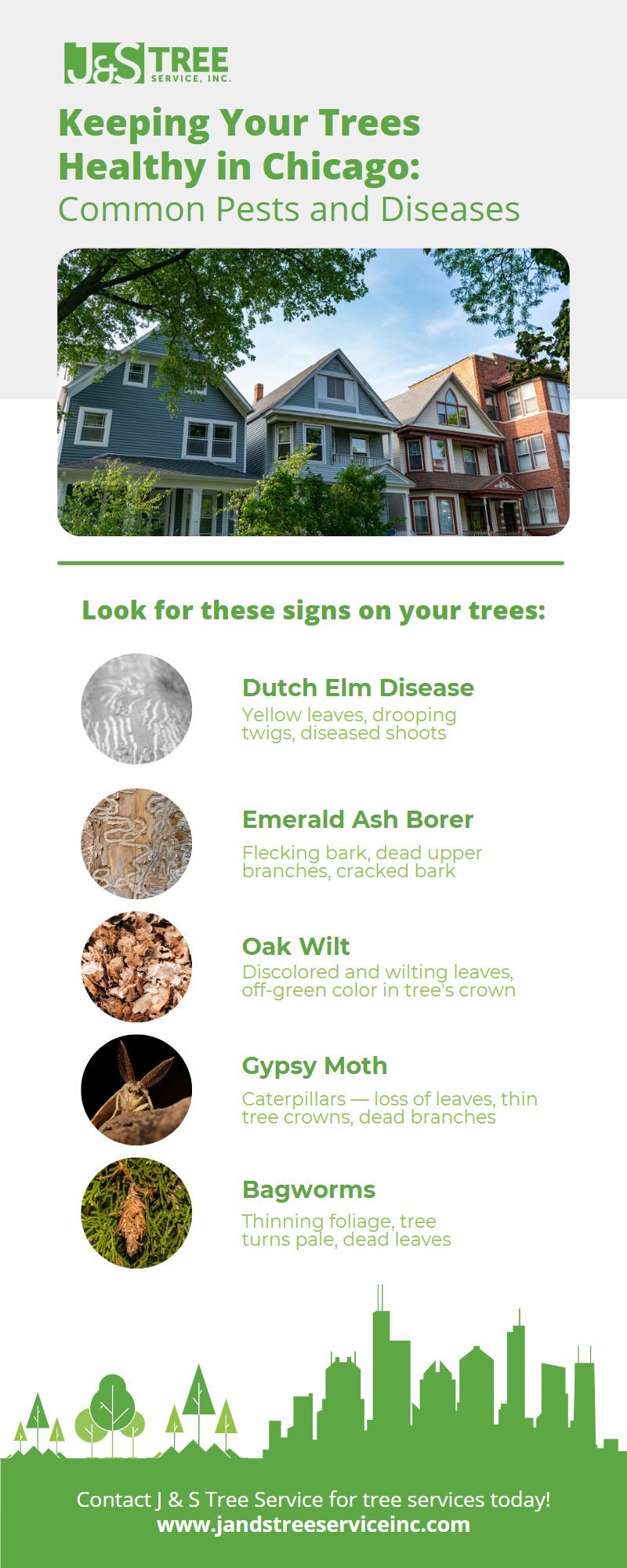 M11335 - J & S Tree Service infographic Keeping Your Trees Healthy in Chicago Common Pests and Diseases.jpg