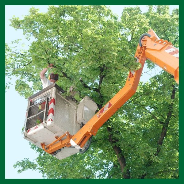 What Is The Best Time Of Year To Trim Your Trees 3.jpg