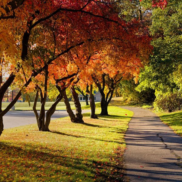 fall trees