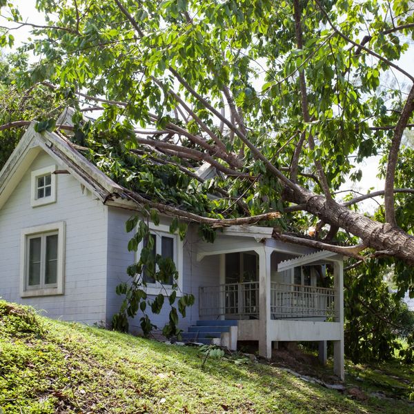 What to Expect From J & S Tree Service Inc. Tree Removal4.jpg