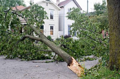 tree storm damage