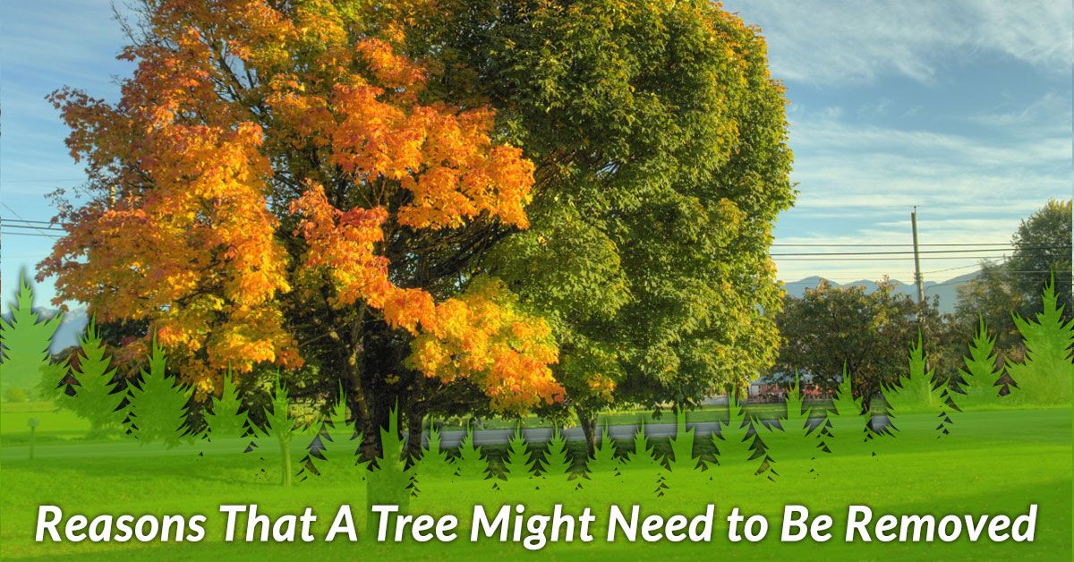 REASONS THAT A TREE MIGHT NEED TO BE REMOVED