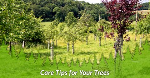 Care Tips for Your Trees