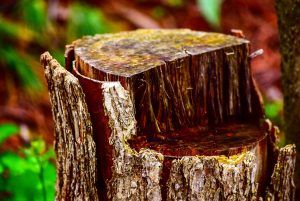 tree stump