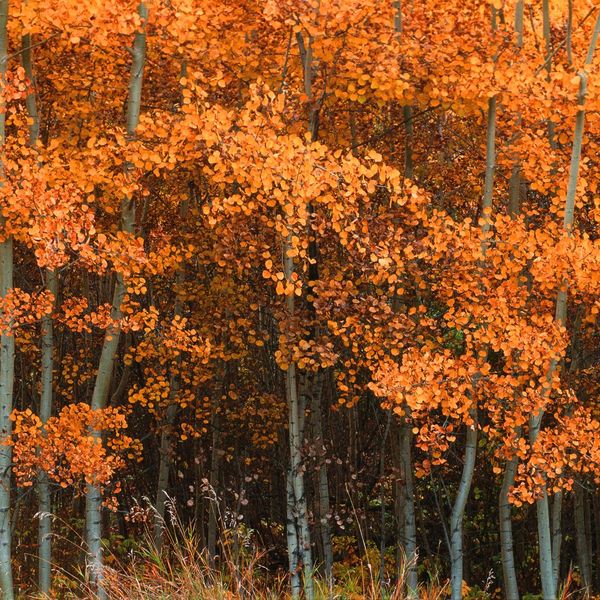 trees in fall