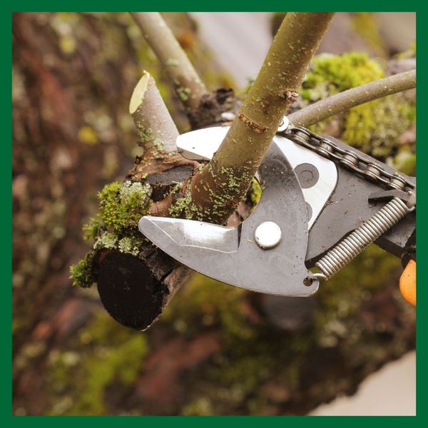 What Is The Difference Between Tree Trimming & Pruning 1.jpg