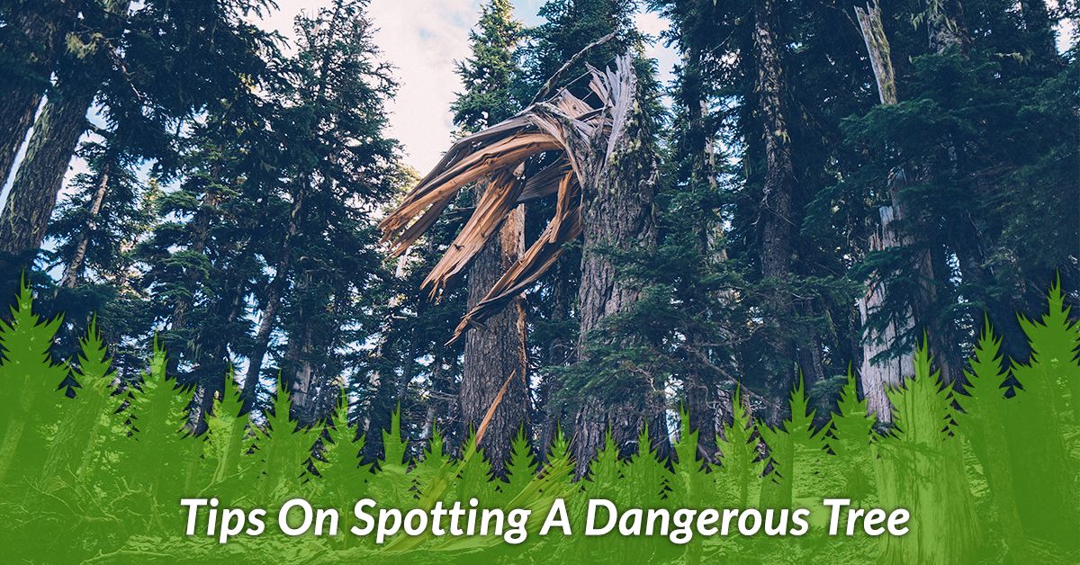 Tips On Spotting A Dangerous Tree