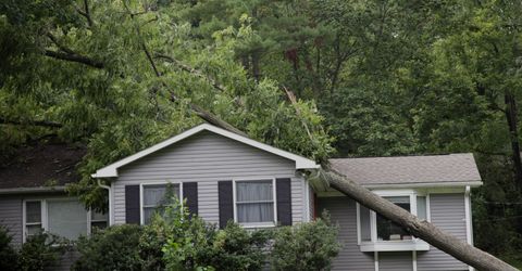 What to Do If Your Trees Are Damaged By a Storm - Featured Image.jpg