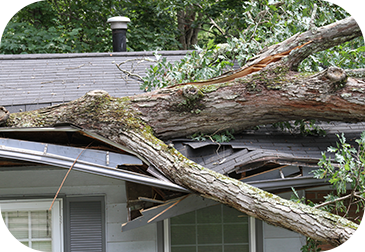 tree storm damage to home roof