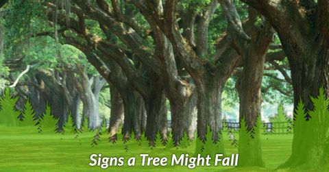 SIGNS A TREE MIGHT FALL