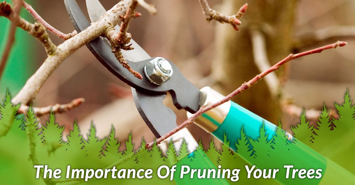 THE IMPORTANCE OF PRUNING YOUR TREES