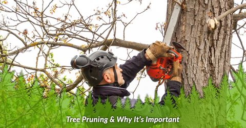Tree Pruning & Why It’s Important