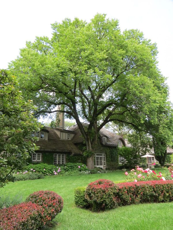 AMERICAN ELM