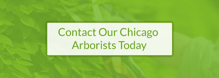 Contact Our Chicago Arborists Today