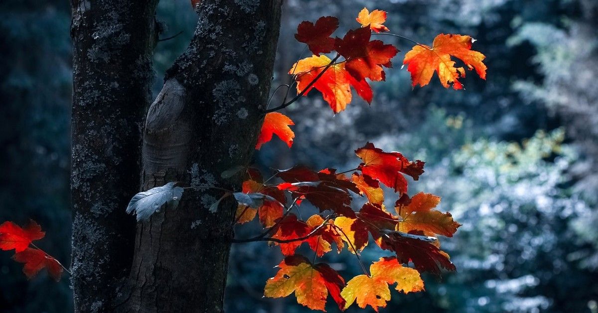 NORWAY MAPLE