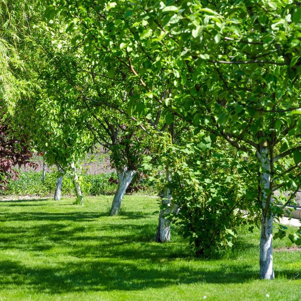 trees in yard