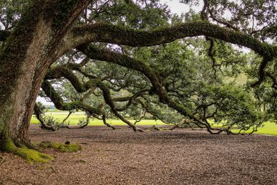 virginia-live-oak-southern-live-oak-oak-tree-tree-branches-51329-5af5c121cd8b1.jpg