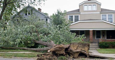 Tree collapsed on a sidewalk