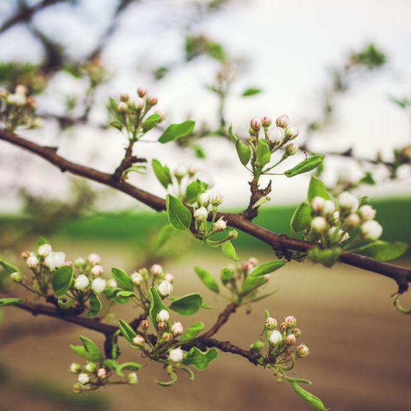 flowering tree