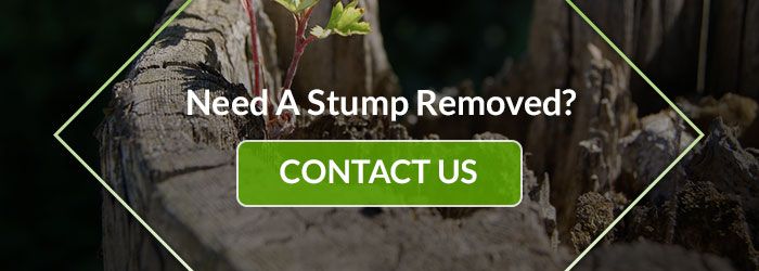 Need a stump removed? Contact Us