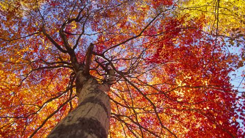 fall tree