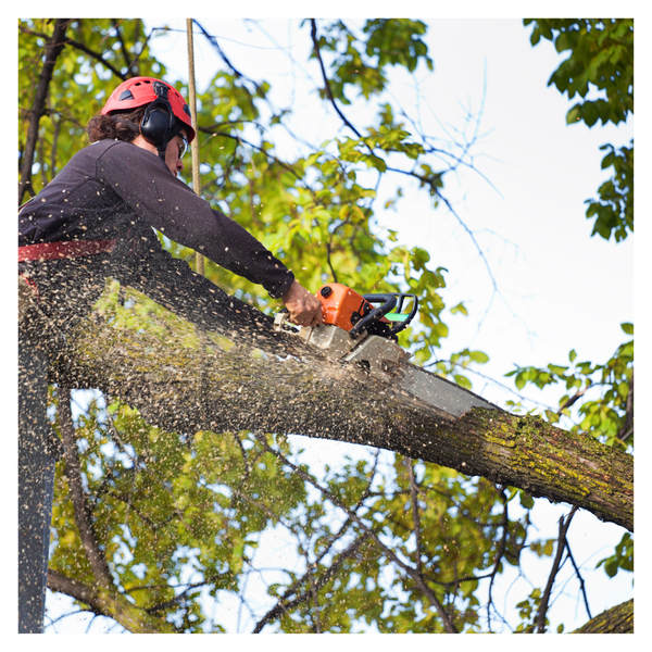 What to Do If Your Trees Are Damaged By a Storm - Image 4.png