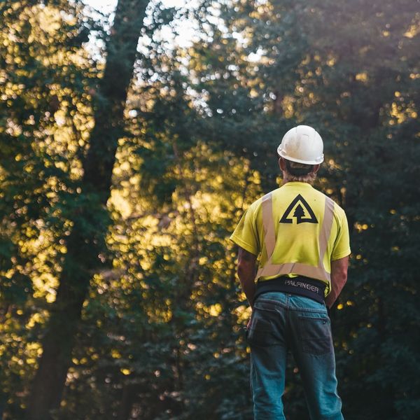 tree service professional