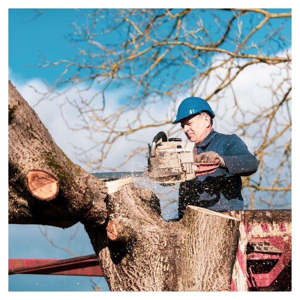 What Is The Difference Between Tree Trimming & Pruning 4.jpg