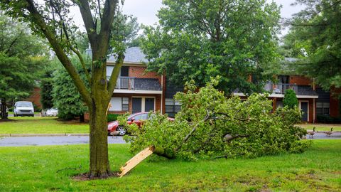 M11335 - Blog - Is it Possible to Minimize Storm Damage to Trees HERO.jpg