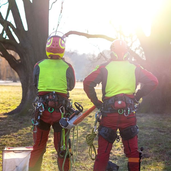 Two arborists looking at a tree