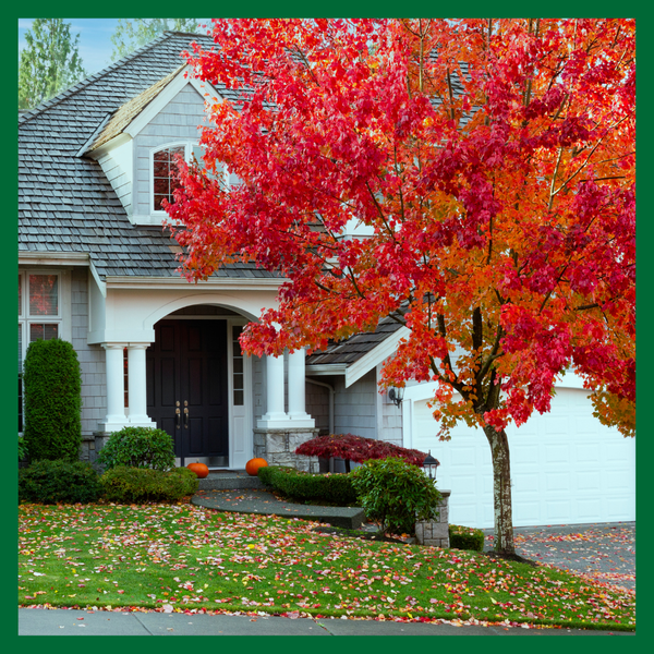 Four Ways Your Trees Can Affect the Value of Your House - Image 1.png