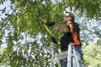 tree trimming