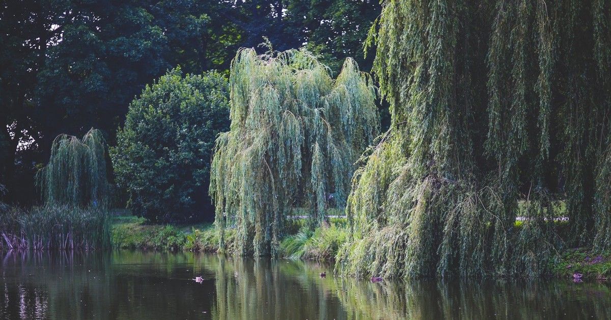 WILLOW TREE