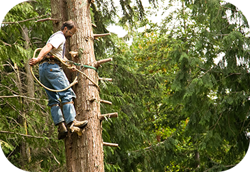 TREE TRIMMING