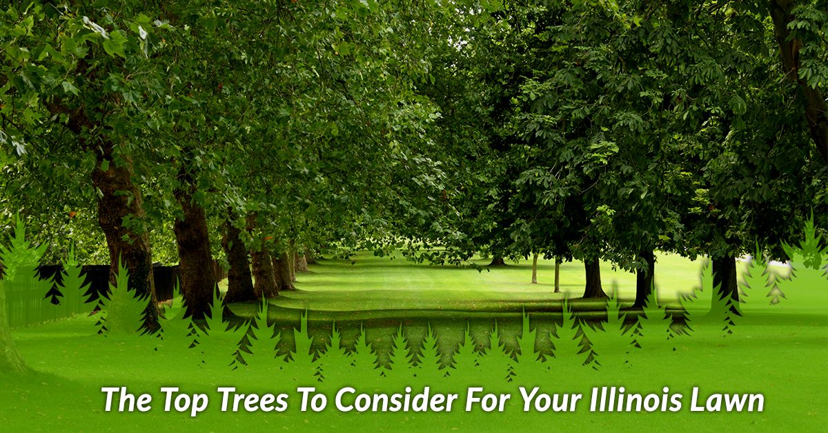 The Top Trees To Consider For Your Illinois Lawn