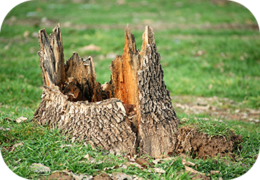 image of damaged tree stump