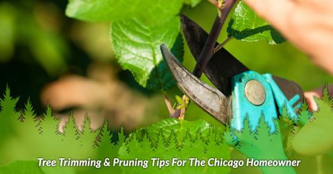 Tree Trimming & Pruning Tips For The Chicago Homeowner