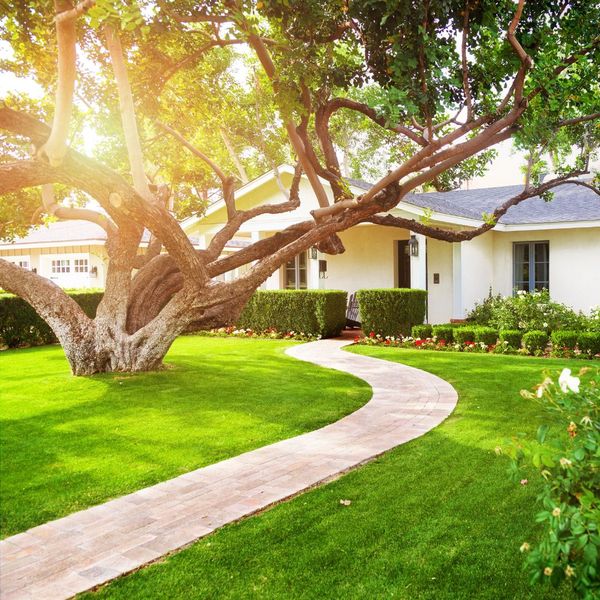 tree in front of home