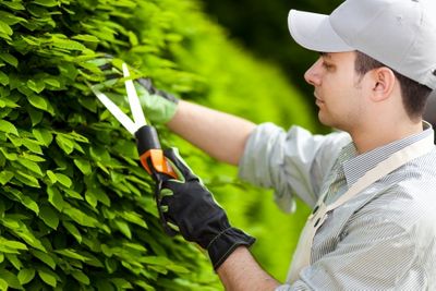 TREE/BUSH TRIMMING