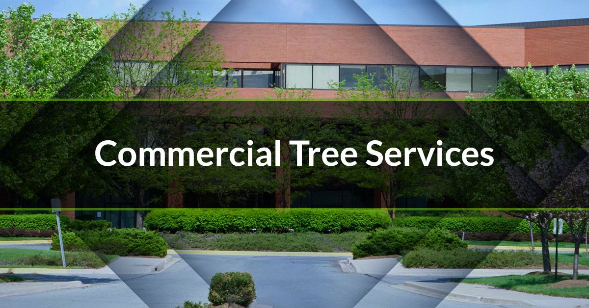 COMMERCIAL TREE SERVICES