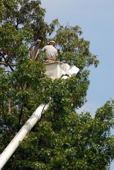 TREE TRIMMING