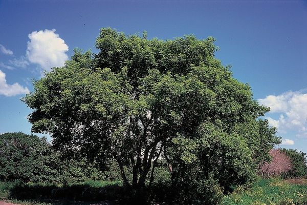 BOXELDER