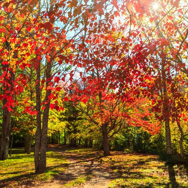 trees in fall