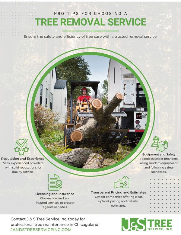 M11335 - Infographic -4 Pro Tips For Finding A Tree Removal Service You Can Trust.jpg