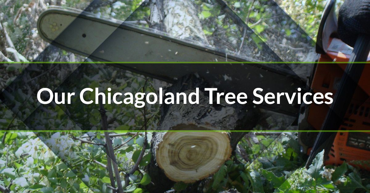 Our Chicagoland Tree Services