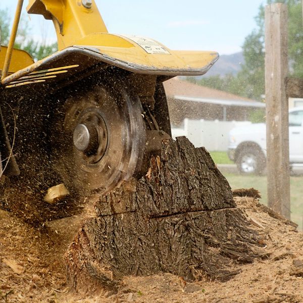 professional stump removal 